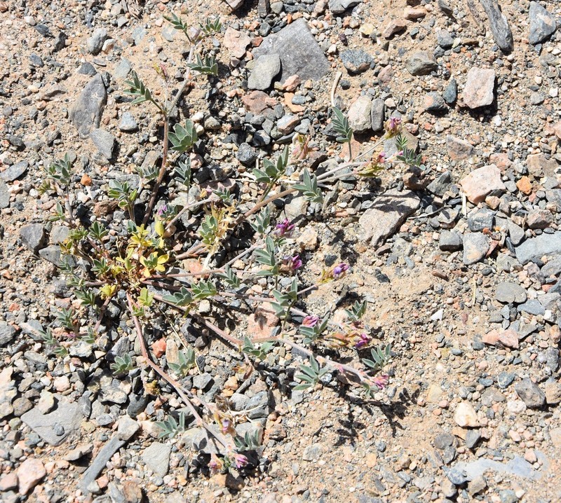 Astragalus pavlovii photo 5