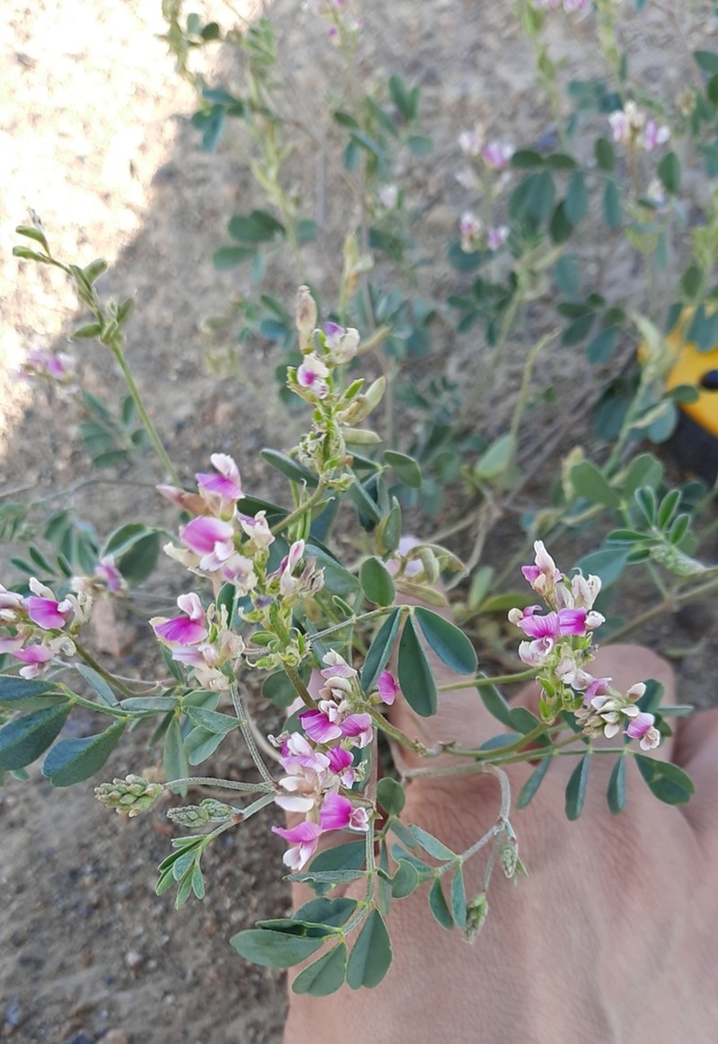 Astragalus pavlovii photo 6