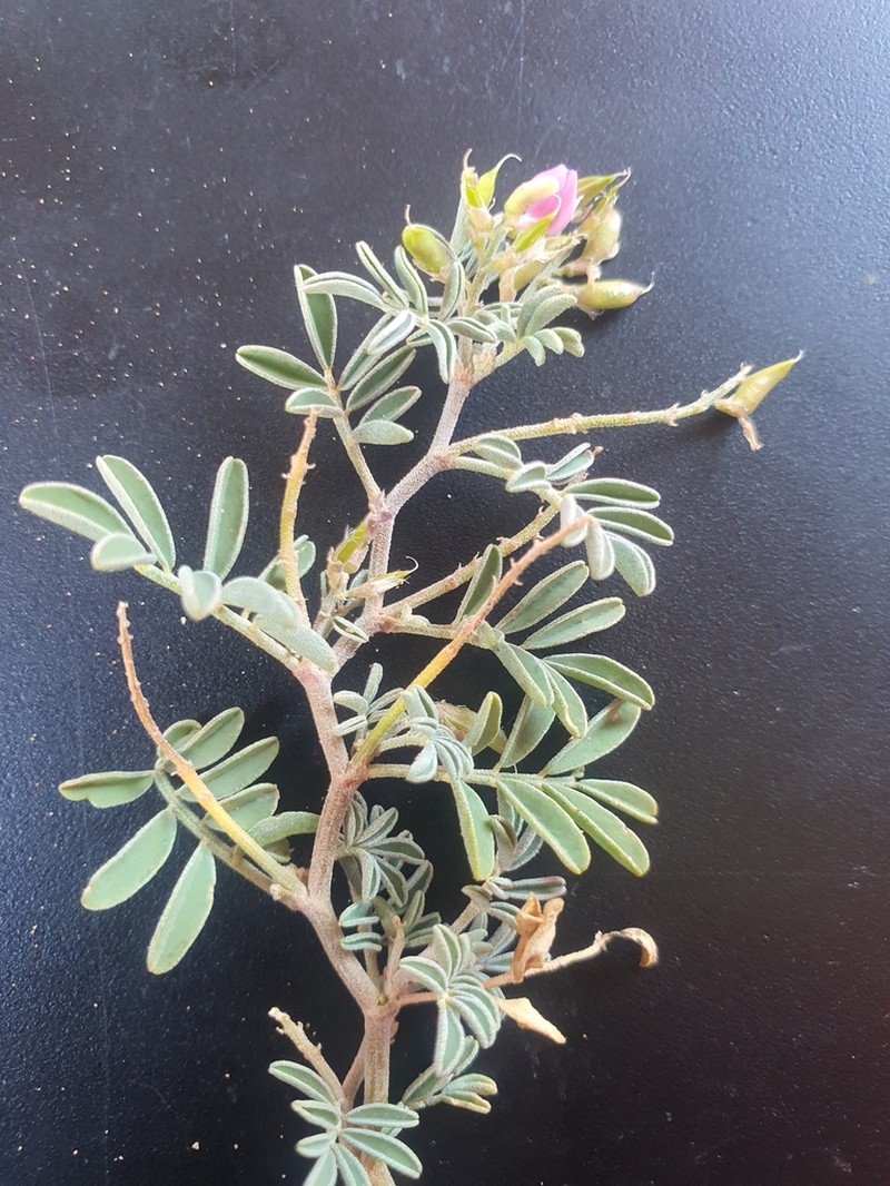 Astragalus pavlovii photo 7