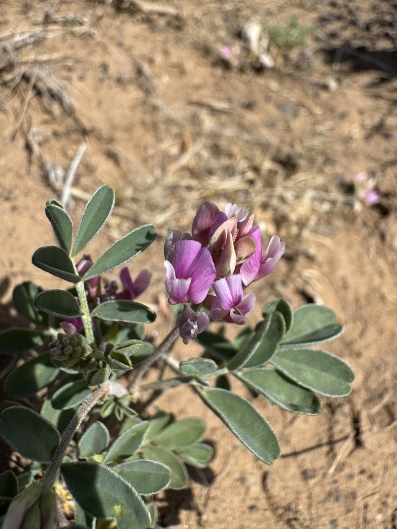 Astragalus pavlovii photo 8