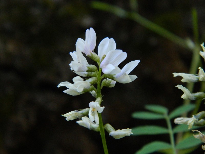 Payson's Milkvetch