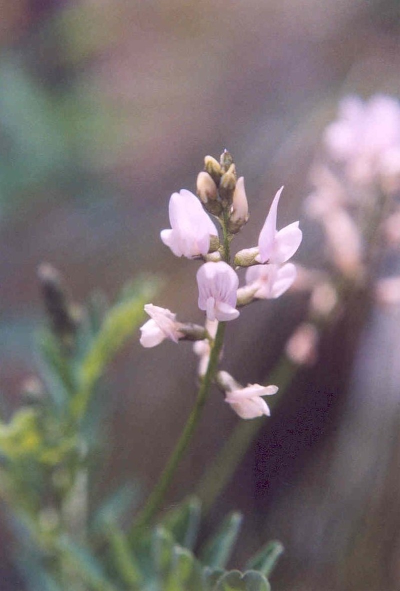 Payson's Milkvetch photo 4