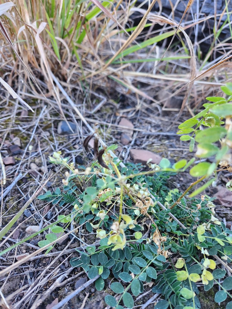 Payson's Milkvetch photo 5
