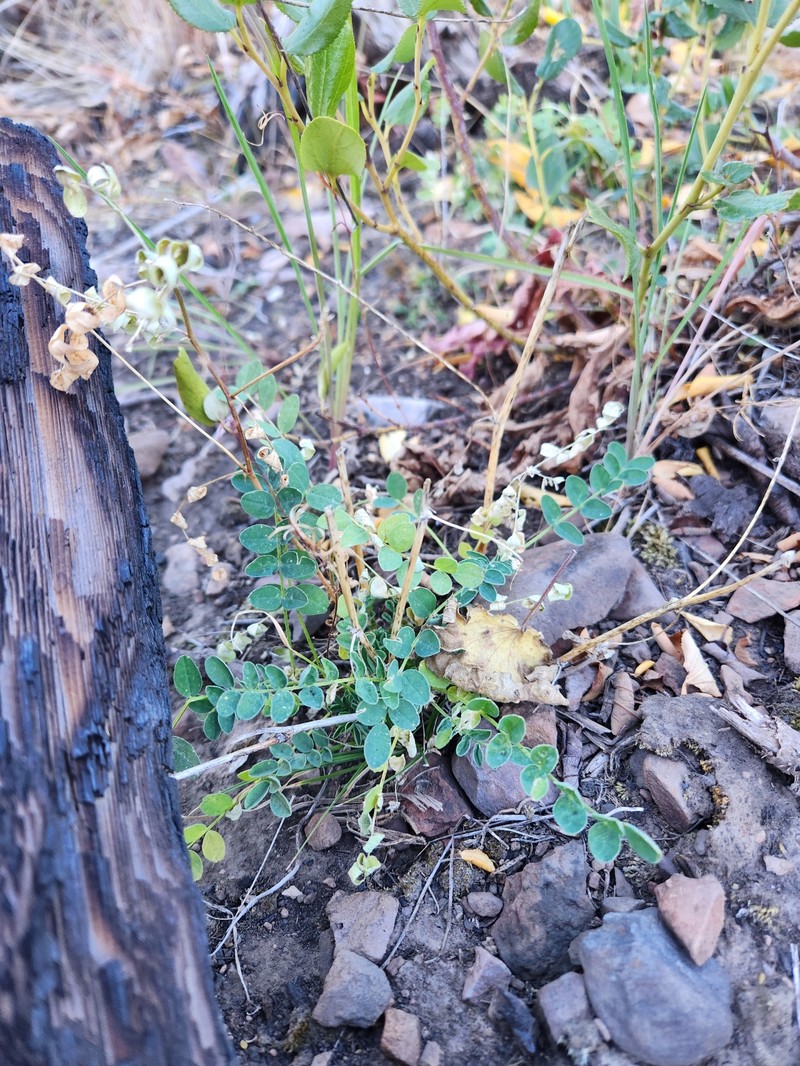 Payson's Milkvetch photo 6