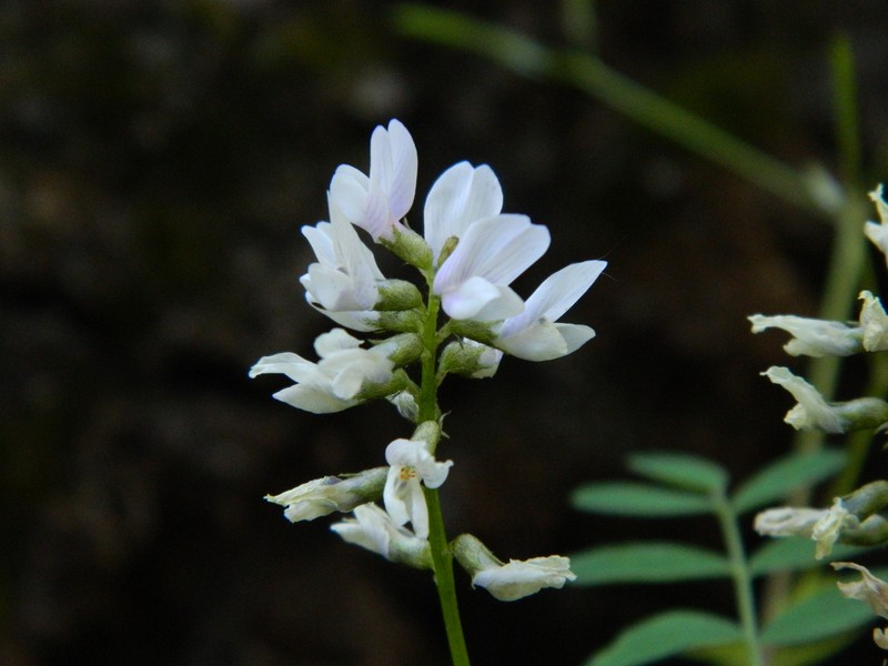 Payson's Milkvetch photo 7