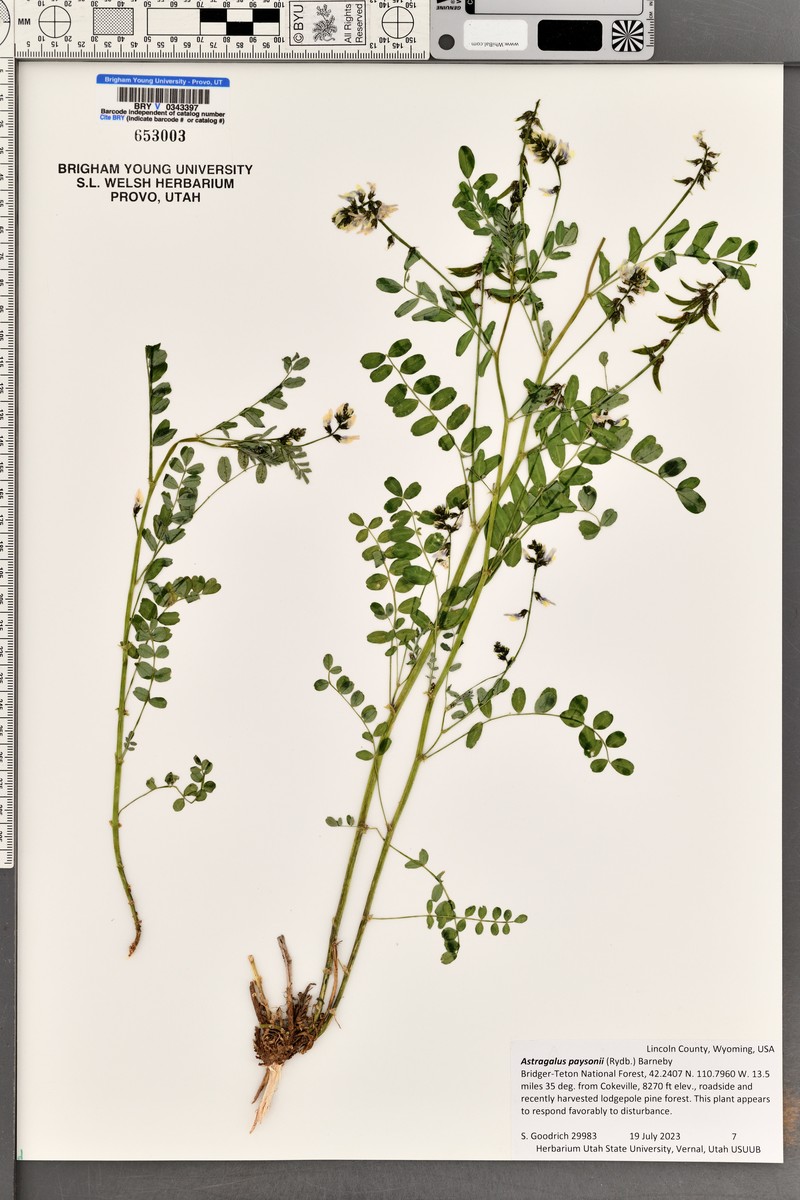 Payson's Milkvetch photo 8