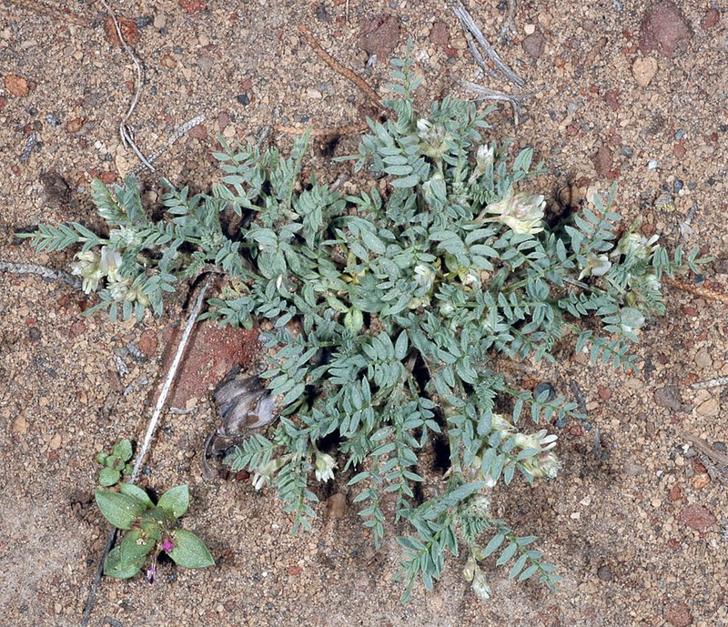 Peck's Milkvetch