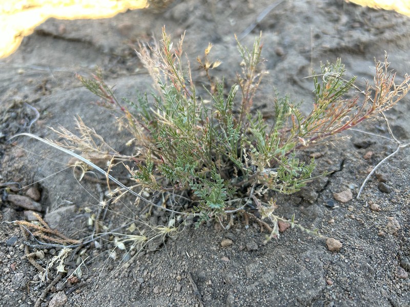 Peck's Milkvetch photo 2