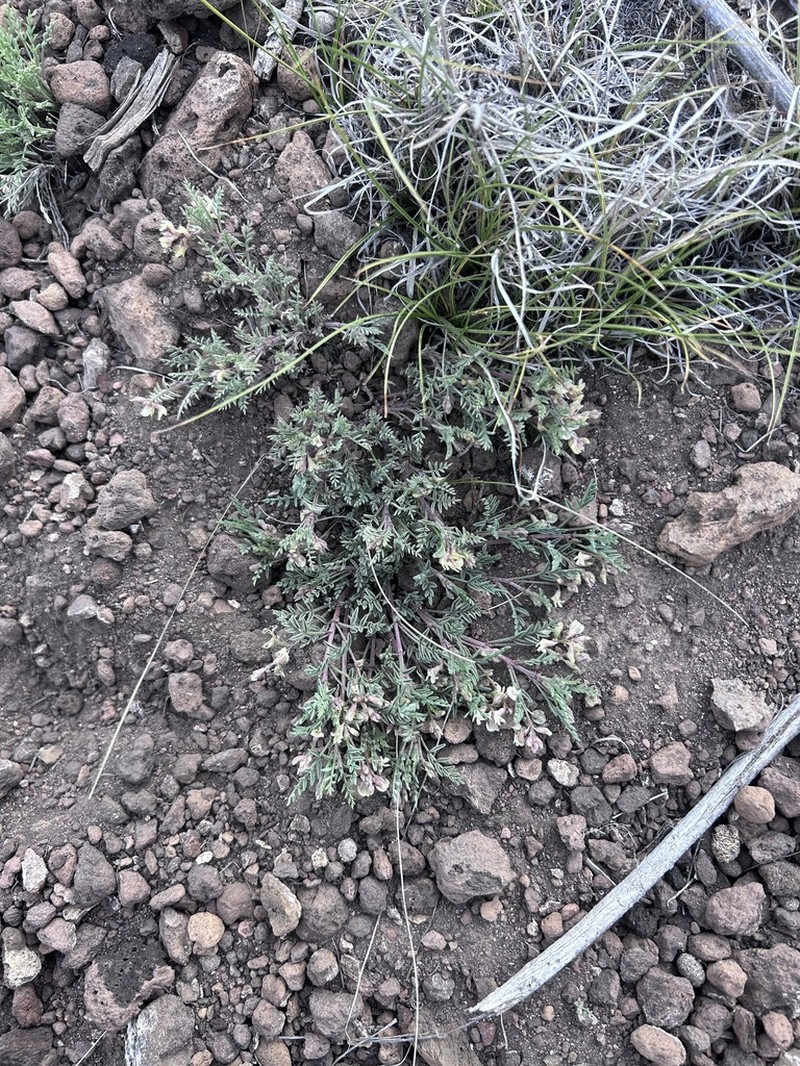Peck's Milkvetch photo 3
