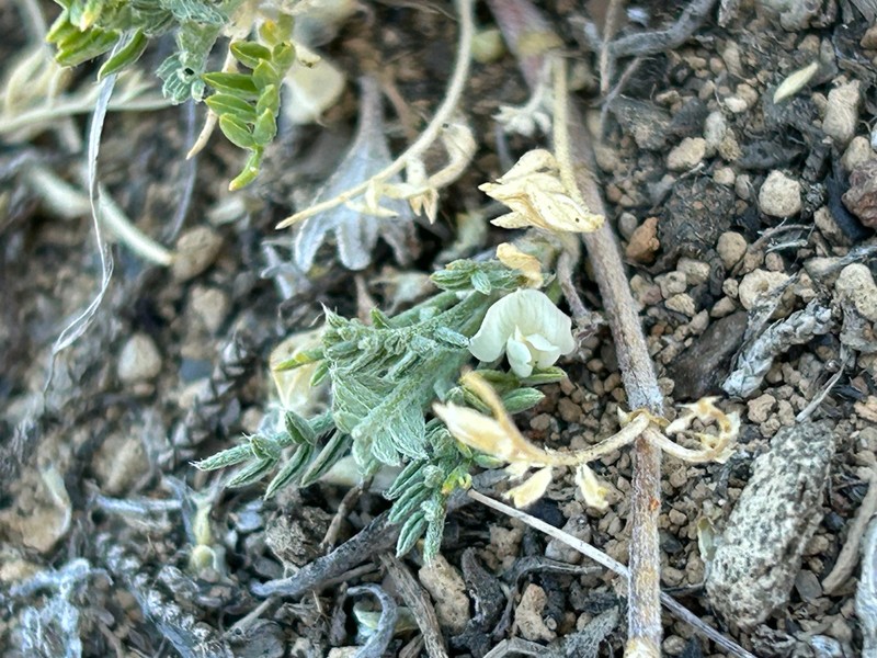 Peck's Milkvetch photo 4