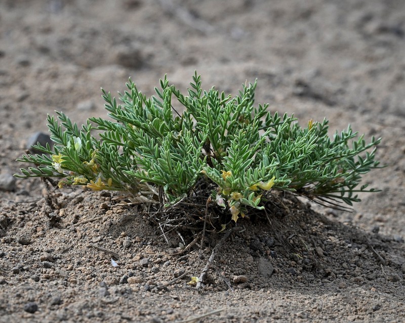 Peck's Milkvetch photo 5