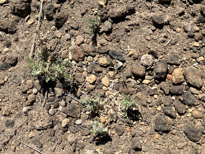 Peck's Milkvetch photo 6