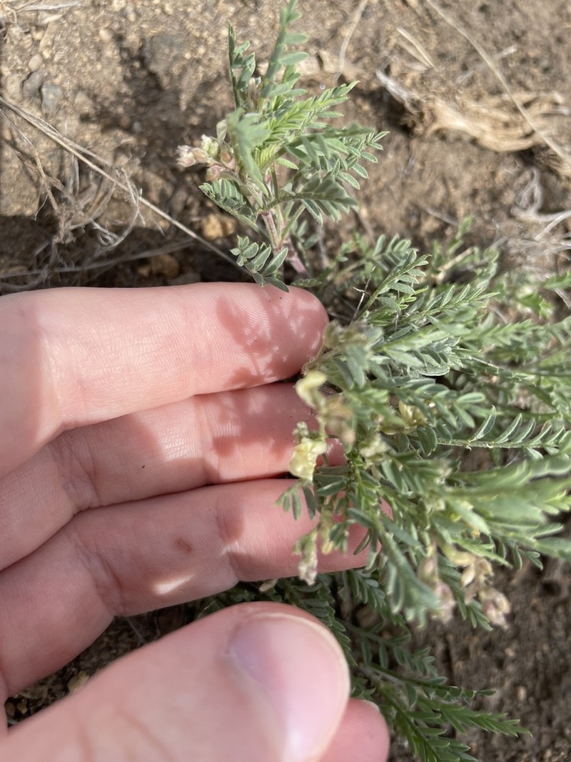 Peck's Milkvetch photo 7