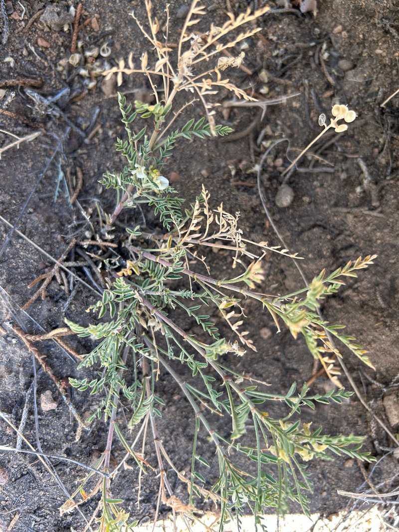 Peck's Milkvetch photo 8