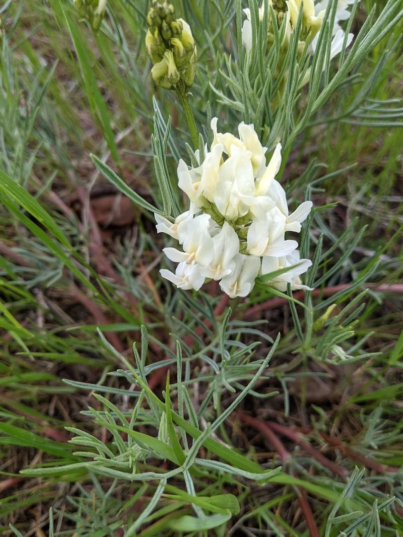 Narrowleaf Milkvetch