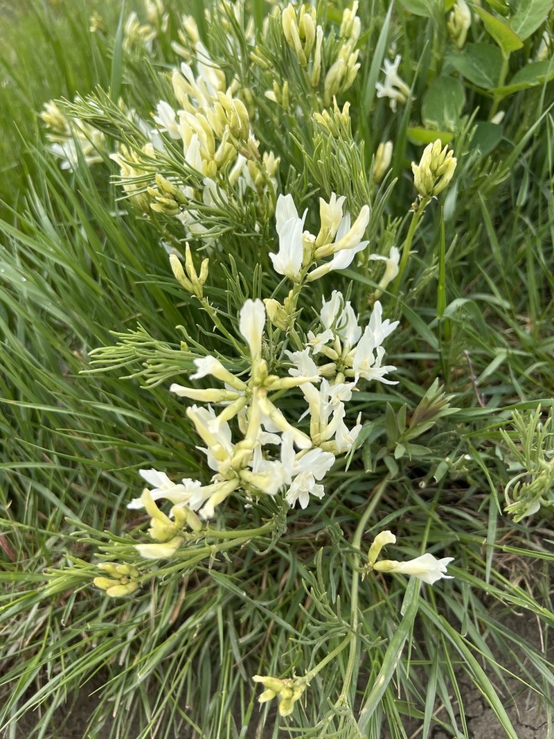 Narrowleaf Milkvetch photo 2