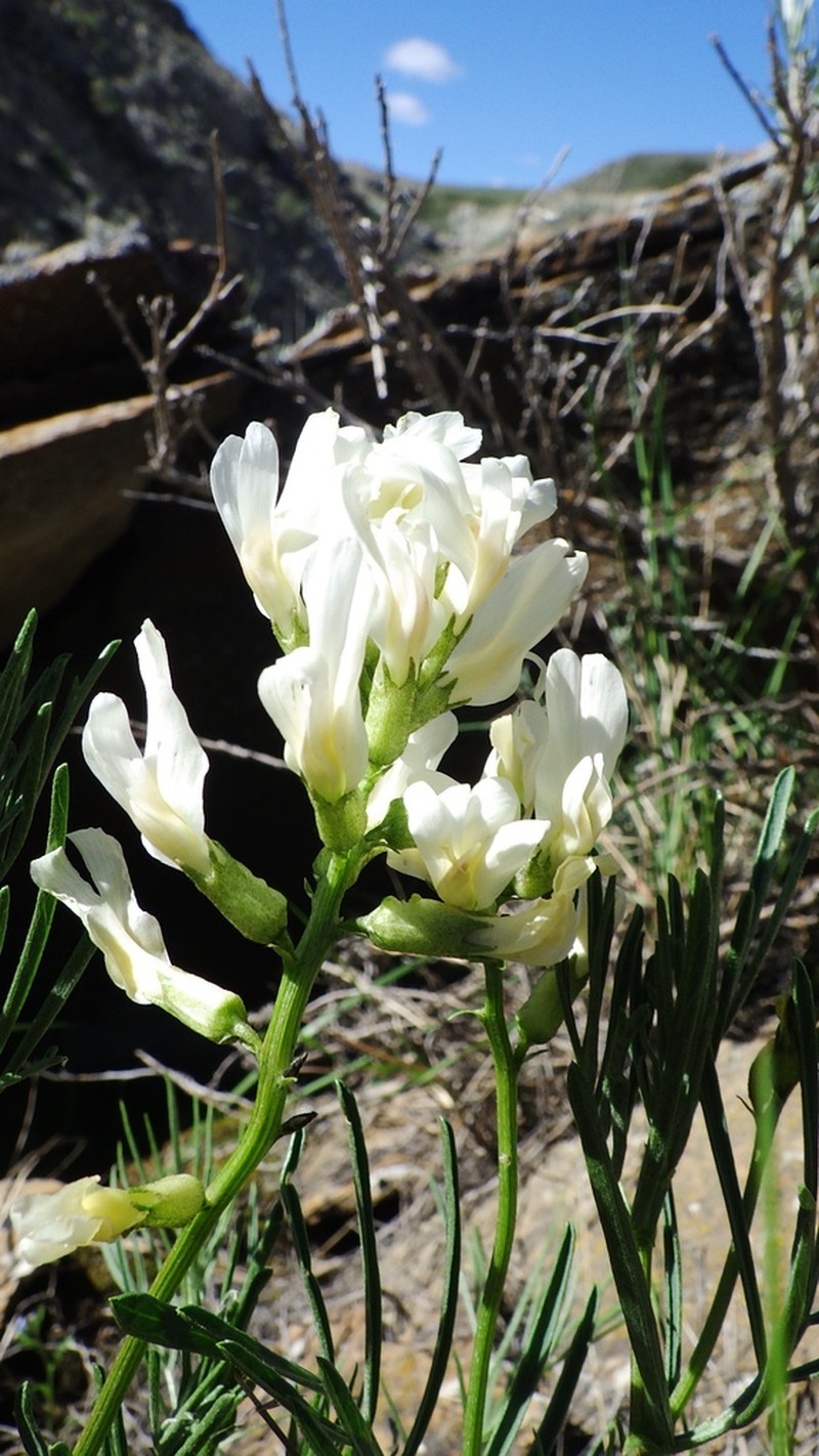 Narrowleaf Milkvetch photo 3