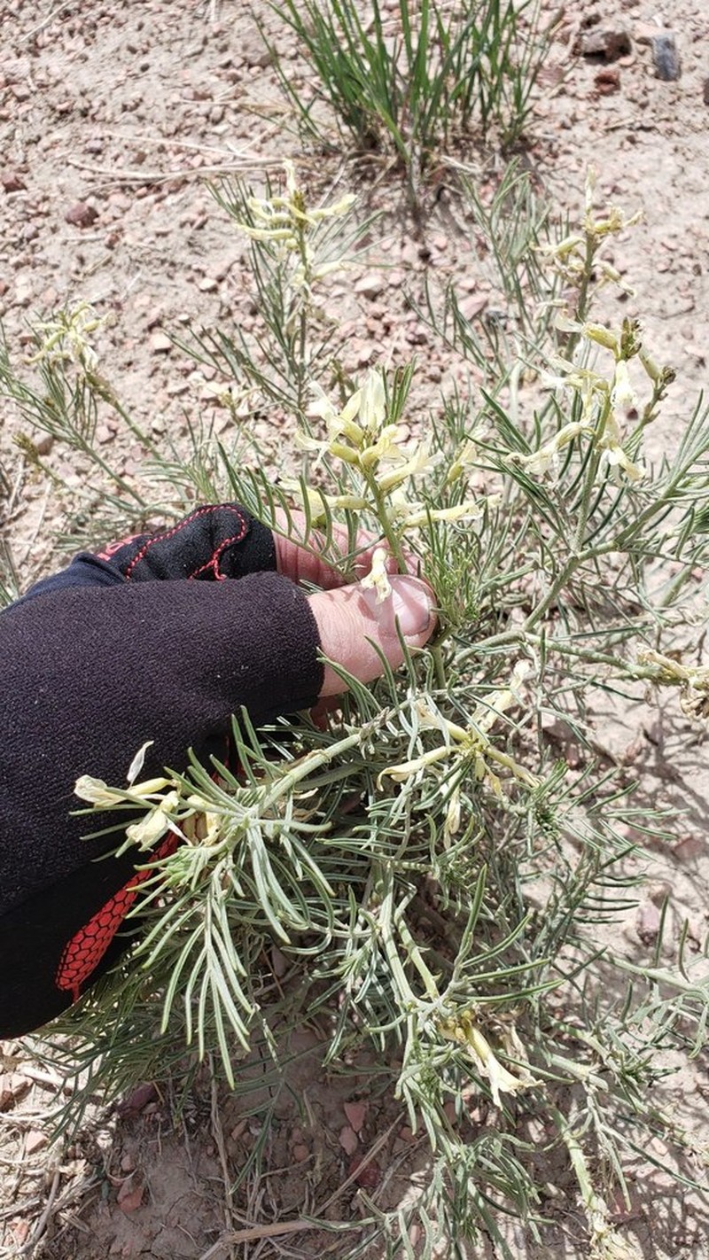 Narrowleaf Milkvetch photo 4