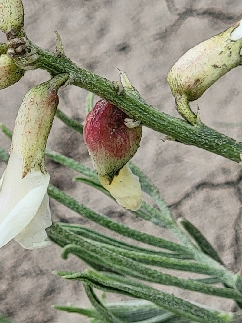 Narrowleaf Milkvetch photo 5