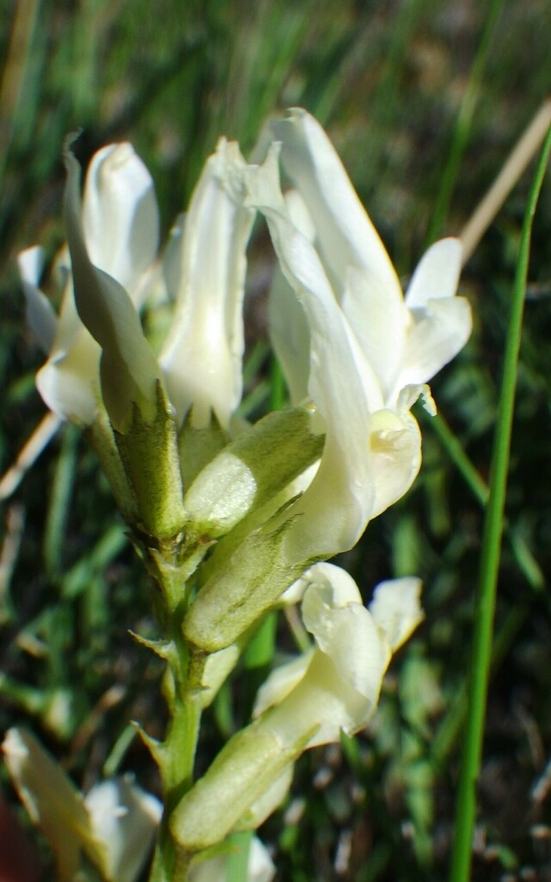 Narrowleaf Milkvetch photo 6