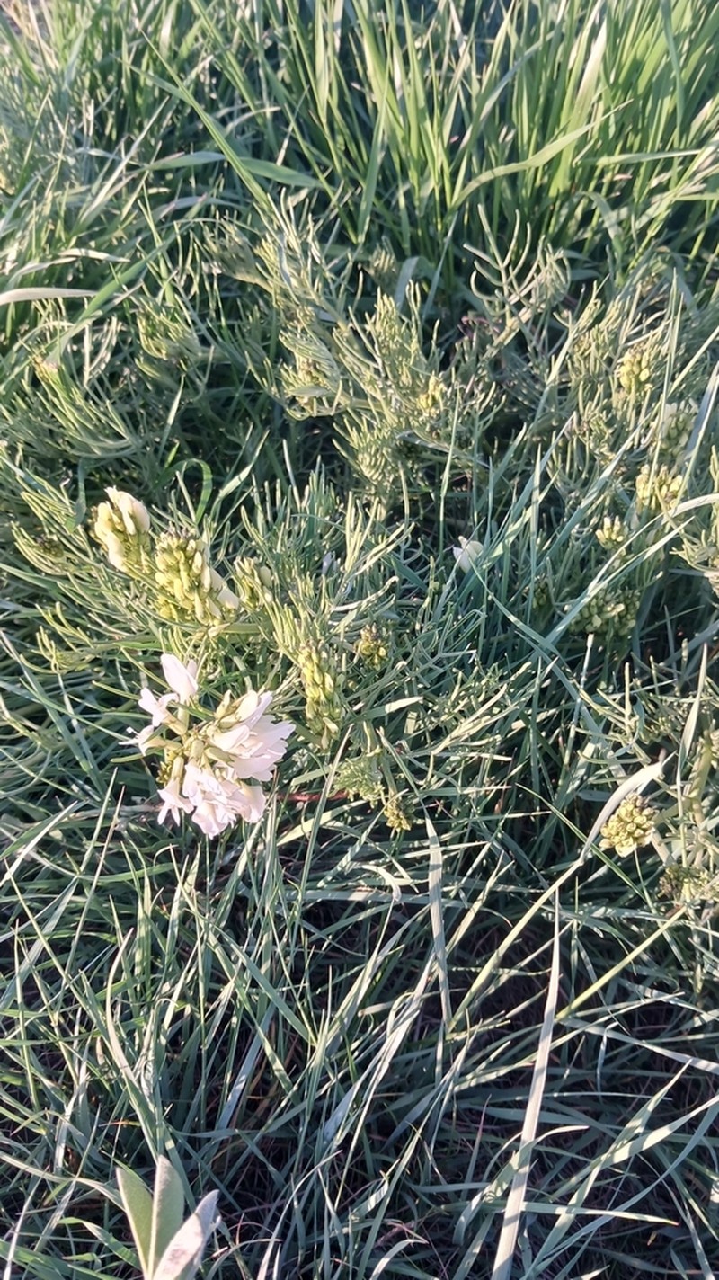 Narrowleaf Milkvetch photo 7