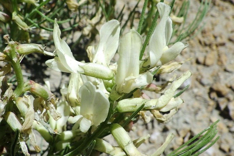 Narrowleaf Milkvetch photo 8