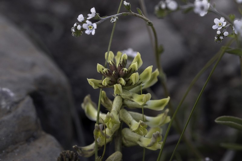 Astragalus peduncularis
