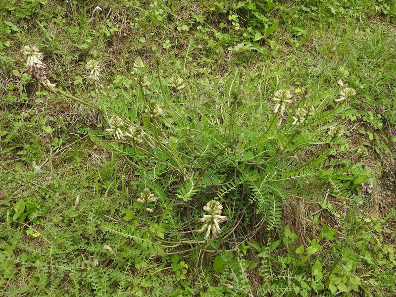 Astragalus peduncularis photo 3