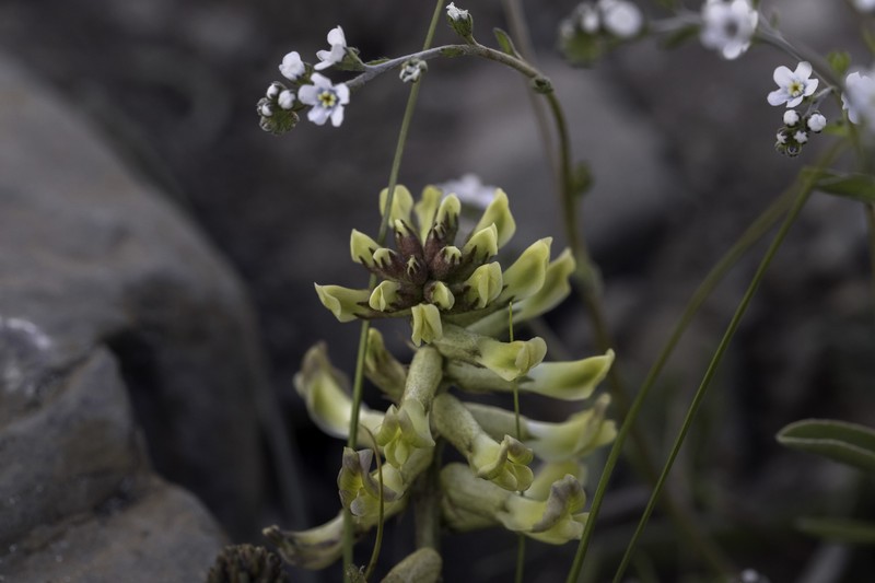 Astragalus peduncularis photo 5