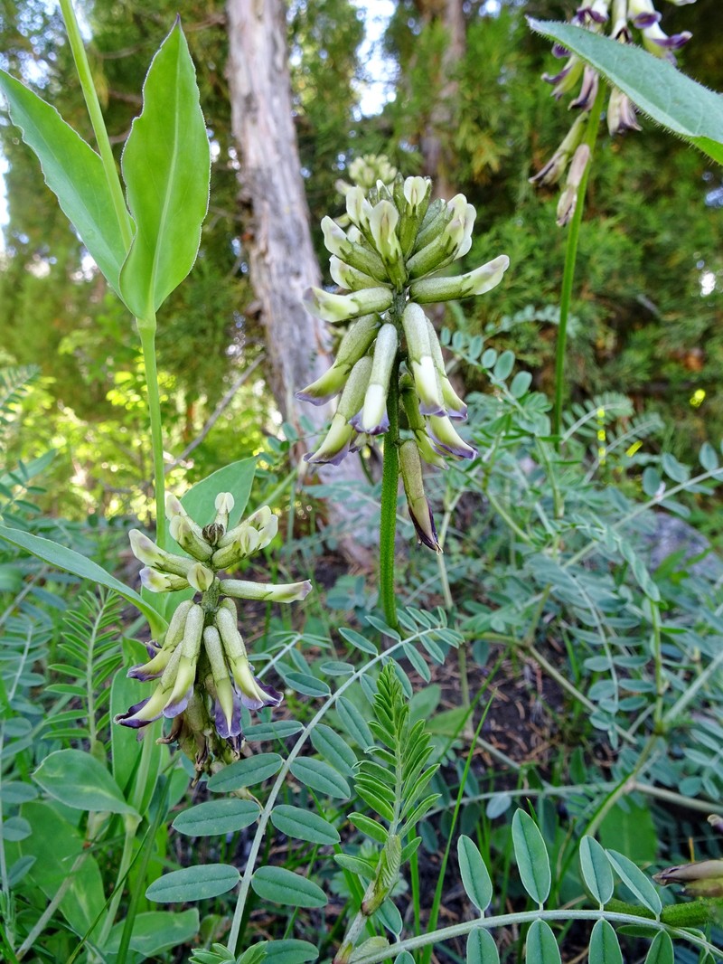 Astragalus peduncularis photo 6