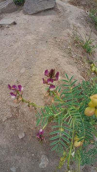 Astragalus pehuenches