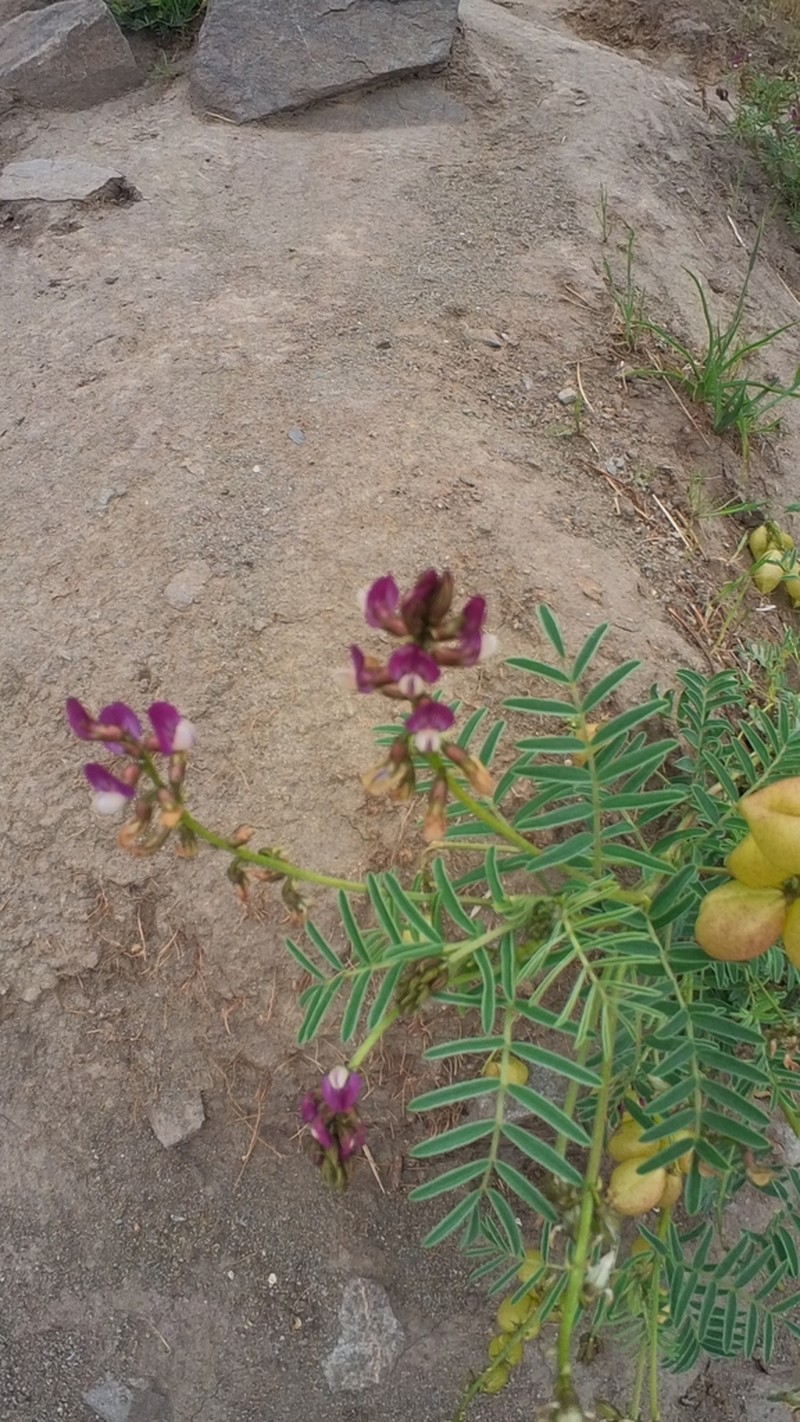 Astragalus pehuenches