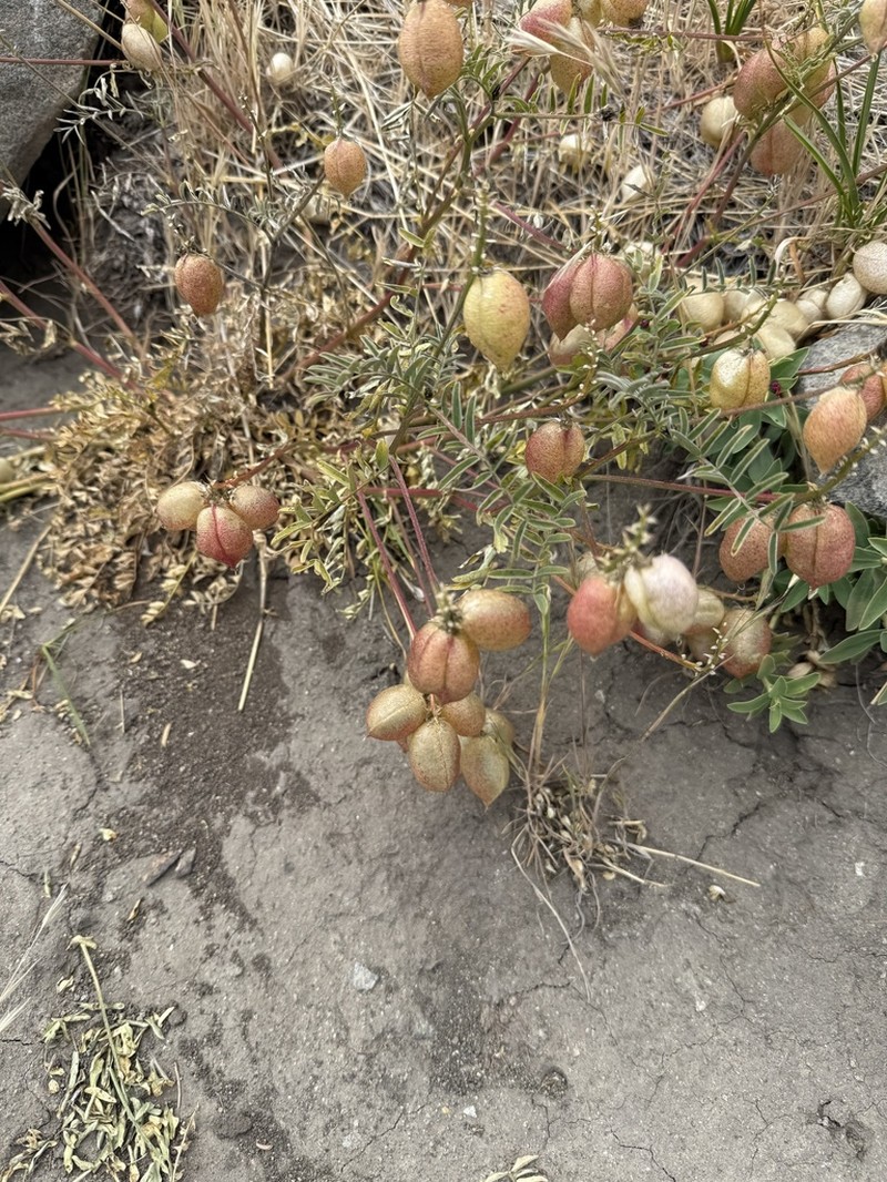 Astragalus pehuenches photo 2