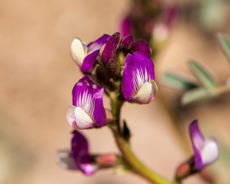 Astragalus pehuenches photo 3