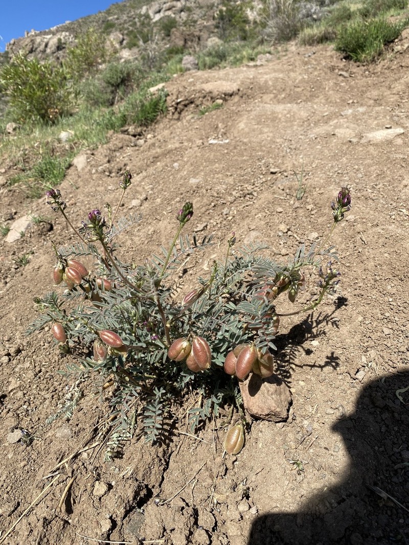 Astragalus pehuenches photo 4