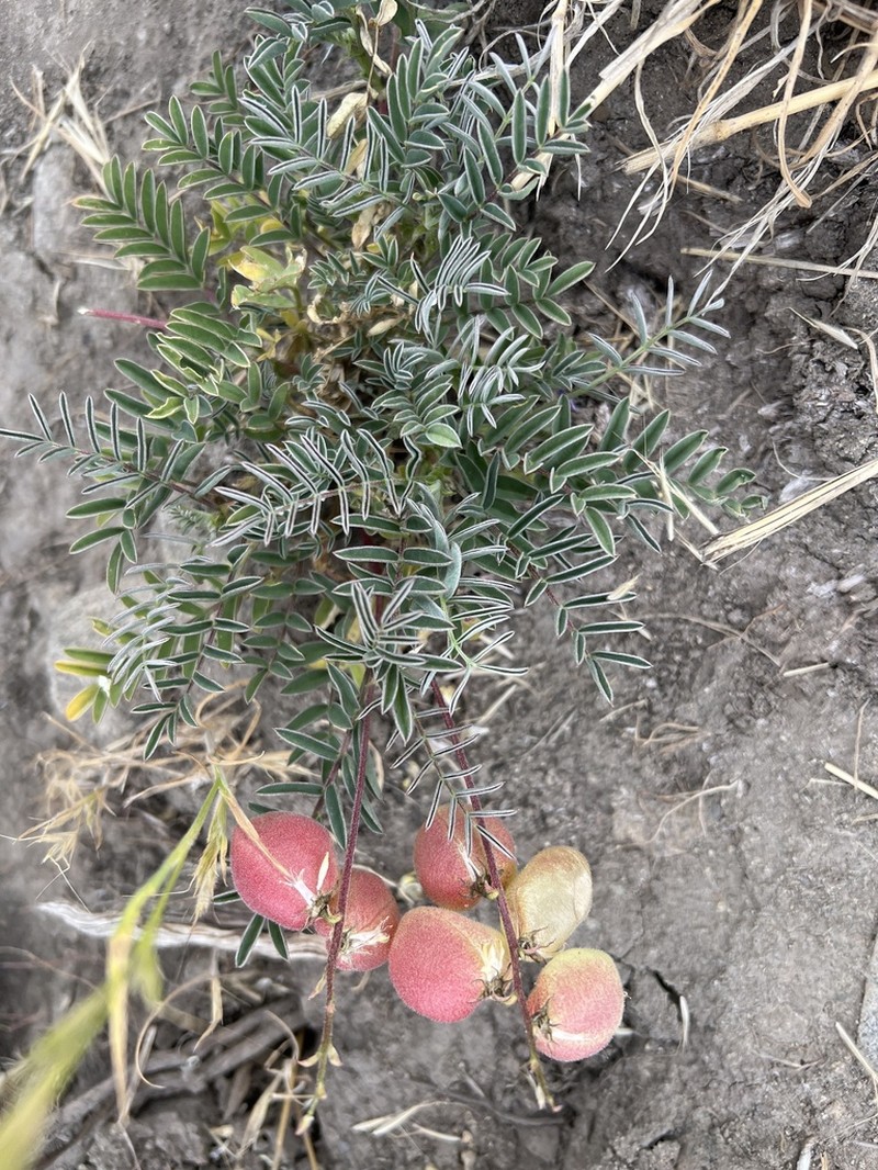 Astragalus pehuenches photo 5
