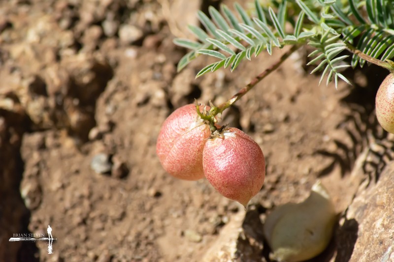 Astragalus pehuenches photo 6