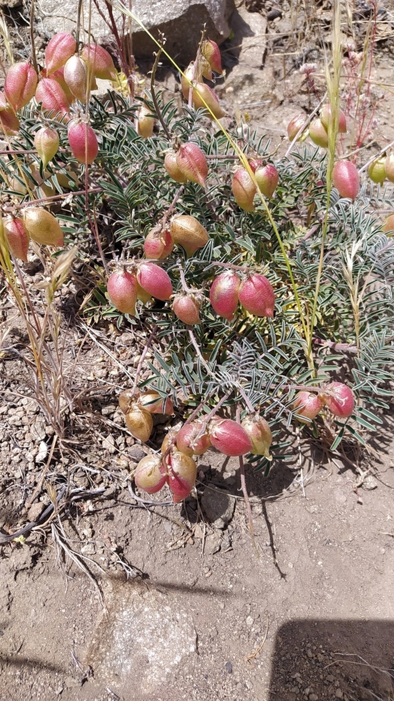 Astragalus pehuenches photo 7