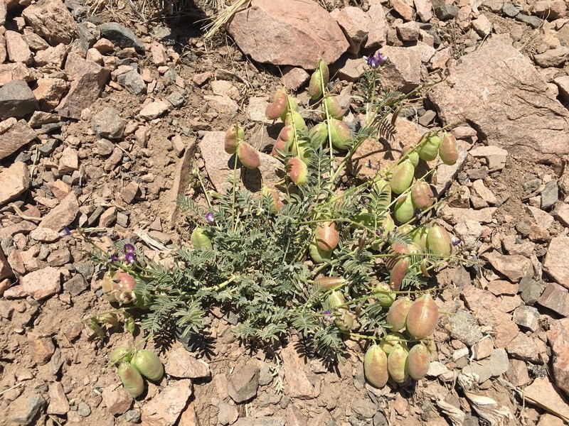 Astragalus pehuenches photo 8