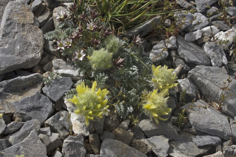 Astragalus pelliger photo 2