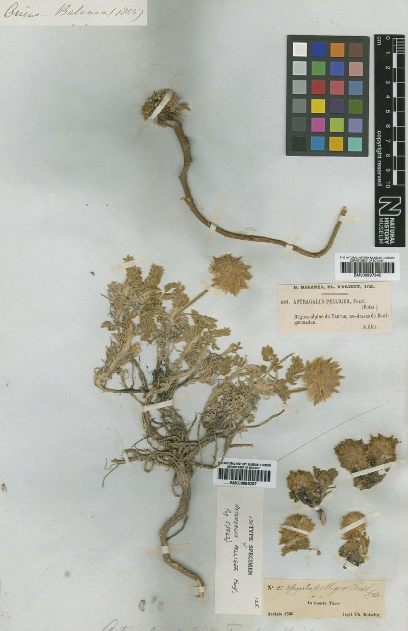 Astragalus pelliger photo 4