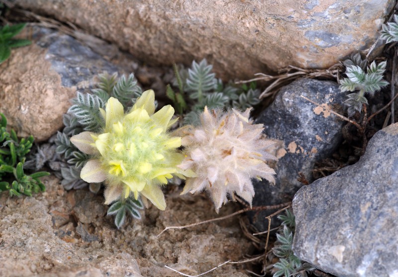 Astragalus pelliger