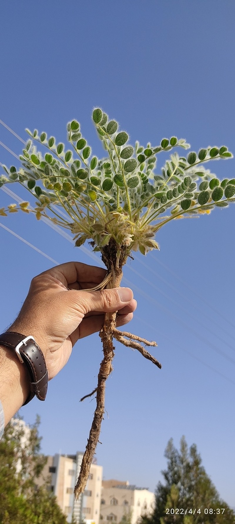 Astragalus pellitus