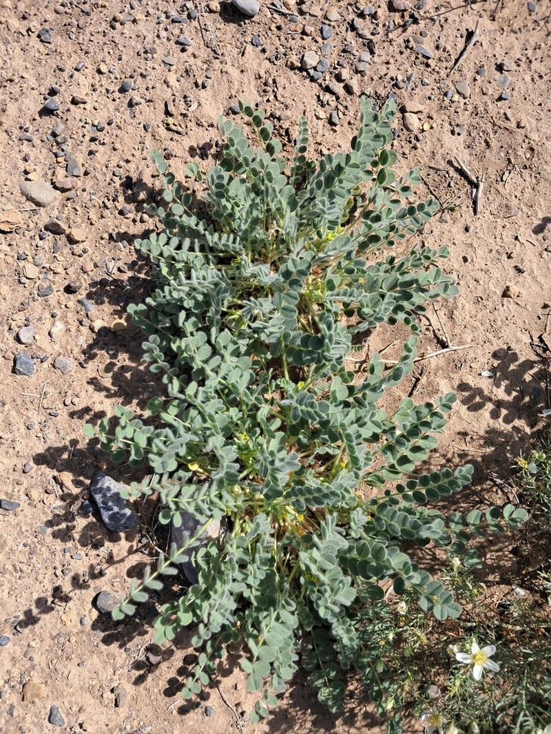 Astragalus pellitus photo 2