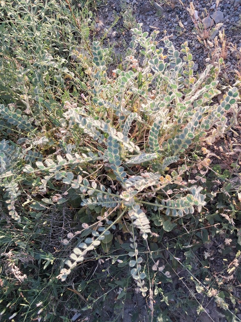 Astragalus pellitus photo 3