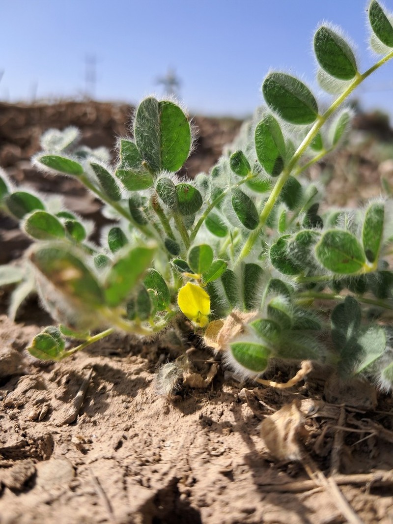 Astragalus pellitus photo 4