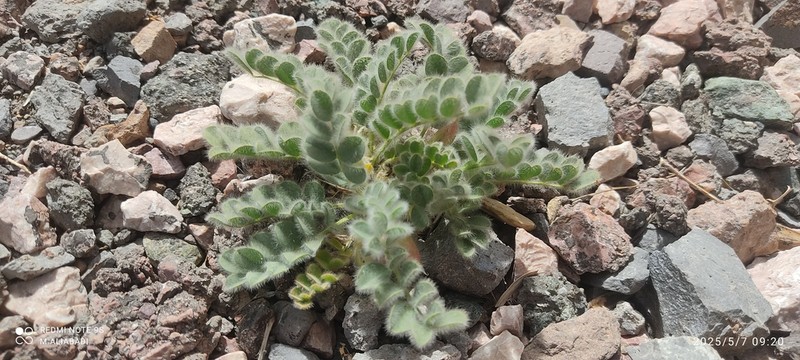 Astragalus pellitus photo 5