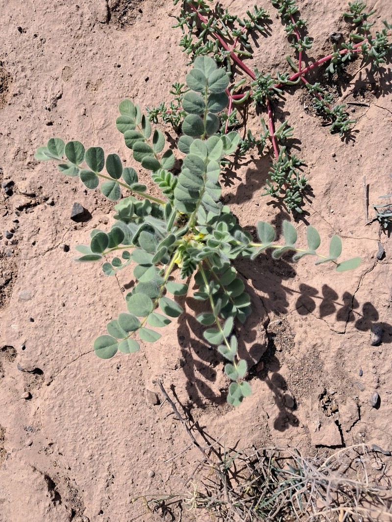 Astragalus pellitus photo 6