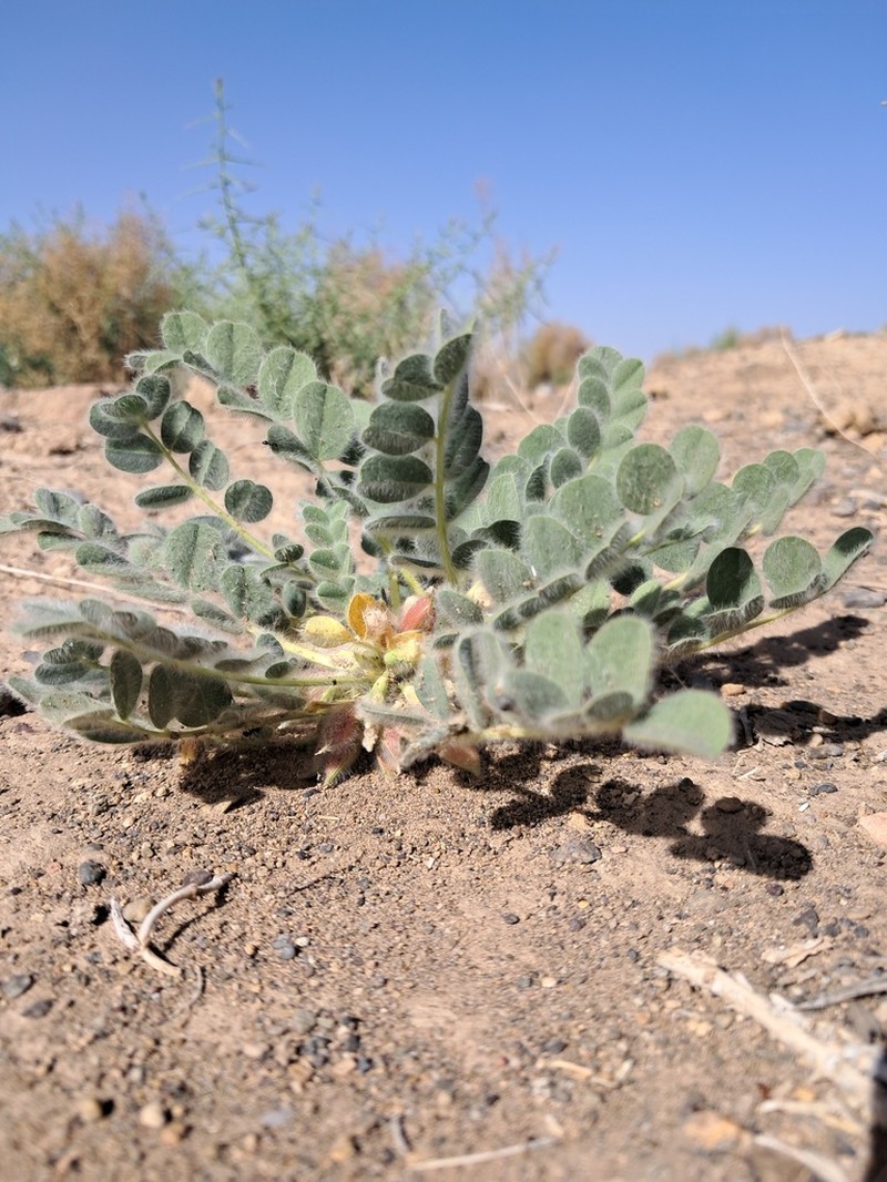 Astragalus pellitus photo 7