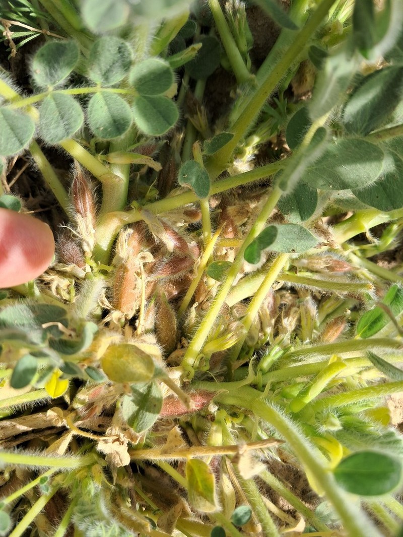 Astragalus pellitus photo 8